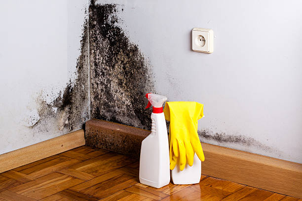 Best Industrial Mold Remediation in Ogden, IA