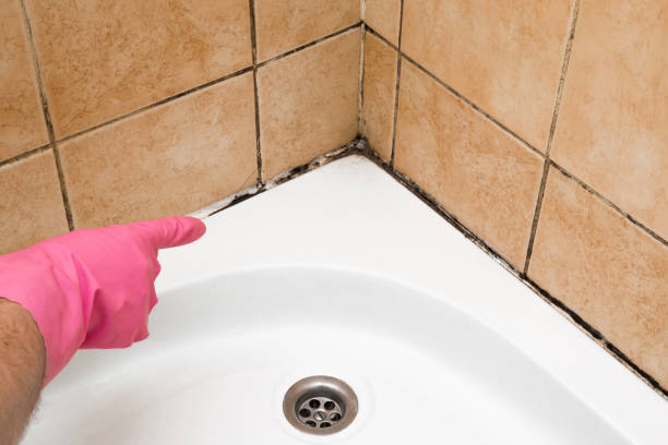 Best Emergency Mold Remediation in Ogden, IA